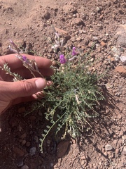 Astragalus zionis