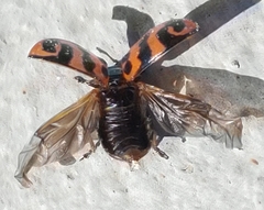 Chrysomela interrupta