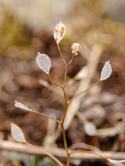 Draba praecox