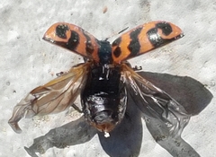 Chrysomela interrupta