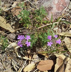 Glandularia chiricahensis