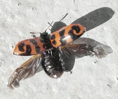 Chrysomela interrupta