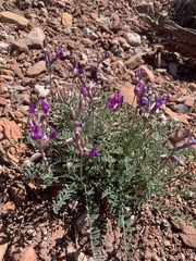 Astragalus zionis