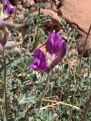 Astragalus zionis