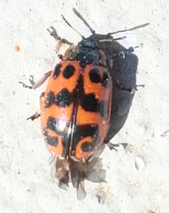 Chrysomela interrupta