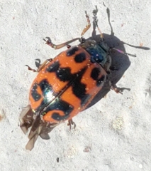 Chrysomela interrupta