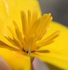 Eschscholzia androuxii