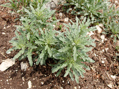 Erysimum crepidifolium