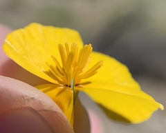 Eschscholzia androuxii