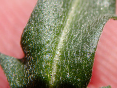 Erysimum crepidifolium