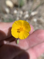 Eschscholzia androuxii