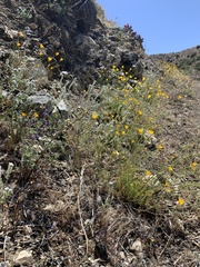 Eschscholzia androuxii