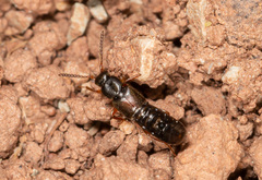 Myrmoecia confragosa