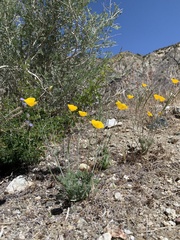 Eschscholzia androuxii