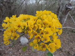 Senna racemosa