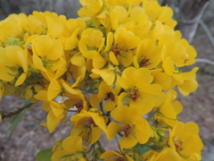 Senna racemosa