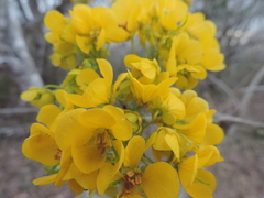 Senna racemosa
