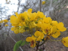 Senna racemosa