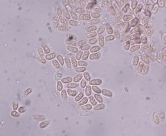 Hyphoderma