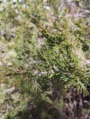 Juniperus sabina