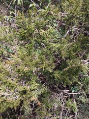 Juniperus sabina