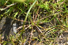 Microseris bigelovii