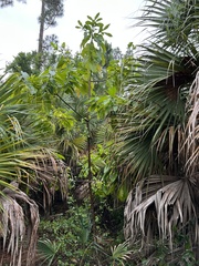 Alstonia macrophylla