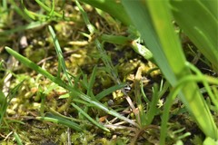 Microseris bigelovii