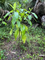 Alstonia macrophylla