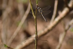Epitheca spinosa
