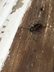 Anthophylax attenuatus