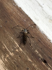 Anthophylax attenuatus