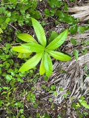 Alstonia macrophylla