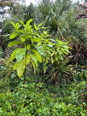 Alstonia macrophylla