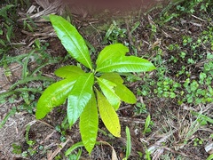 Alstonia macrophylla
