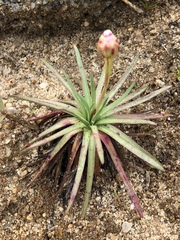 Armeria maritima californica