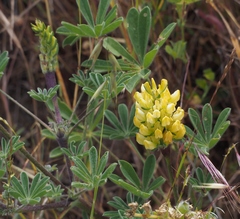 Lupinus luteolus