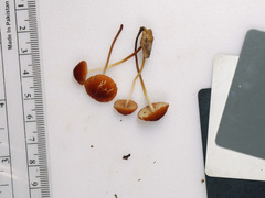Marasmius sullivantii