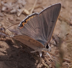 Tharsalea xanthoides