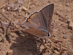 Tharsalea xanthoides