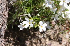 Leptosiphon floribundus