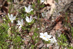 Leptosiphon floribundus