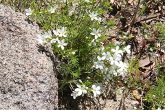 Leptosiphon floribundus