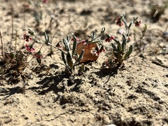Eriogonum gracillimum