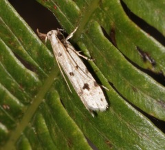Autosticha calceata