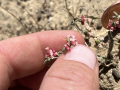 Eriogonum gracillimum