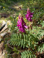 Hedysarum hedysaroides