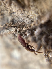 Araeoschizus