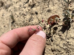 Eriogonum gracillimum