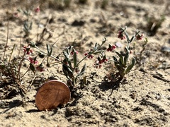 Eriogonum gracillimum